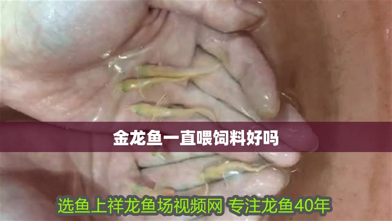 金龍魚一直喂飼料好嗎