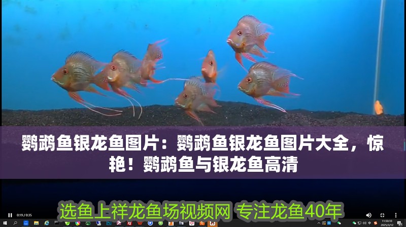 鸚鵡魚(yú)銀龍魚(yú)圖片：鸚鵡魚(yú)銀龍魚(yú)圖片大全，驚艷！鸚鵡魚(yú)與銀龍魚(yú)高清