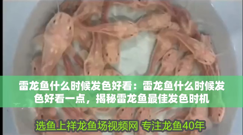 雷龍魚什么時候發(fā)色好看：雷龍魚什么時候發(fā)色好看一點，揭秘雷龍魚最佳發(fā)色時機
