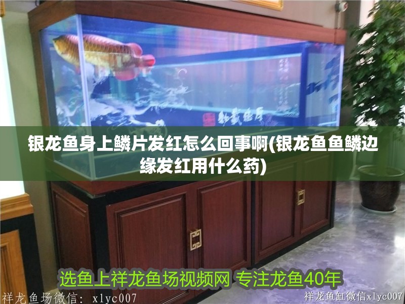 銀龍魚身上鱗片發紅怎么回事啊(銀龍魚魚鱗邊緣發紅用什么藥)