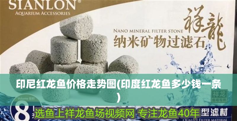 印尼紅龍魚價格走勢圖(印度紅龍魚多少錢一條)