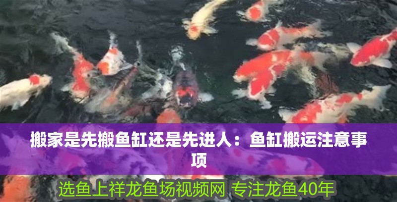搬家是先搬魚缸還是先進(jìn)人：魚缸搬運(yùn)注意事項(xiàng)