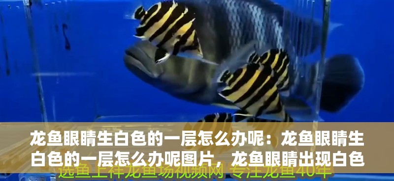 龍魚眼睛生白色的一層怎么辦呢：龍魚眼睛生白色的一層怎么辦呢圖片，龍魚眼睛出現白色膜層怎么辦？附解決方法與圖片解析