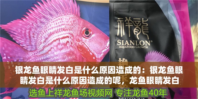 銀龍魚眼睛發白是什么原因造成的：銀龍魚眼睛發白是什么原因造成的呢，龍魚眼睛發白
