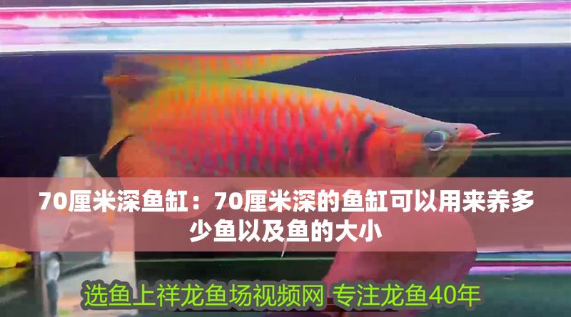 70厘米深魚缸：70厘米深的魚缸可以用來養多少魚以及魚的大小