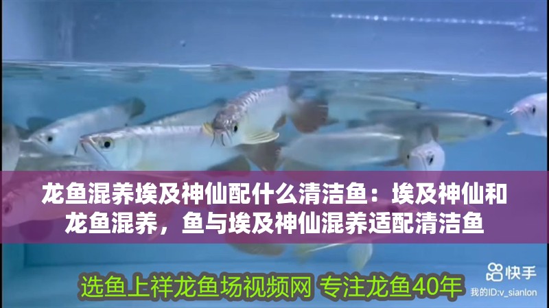 龍魚混養埃及神仙配什么清潔魚：埃及神仙和龍魚混養，魚與埃及神仙混養適配清潔魚