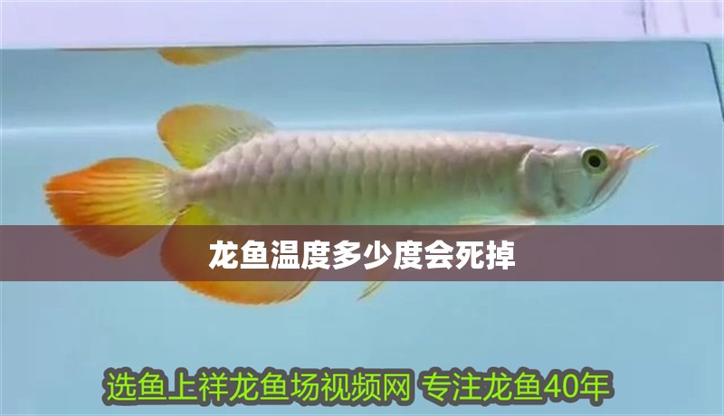 龍魚溫度多少度會死掉