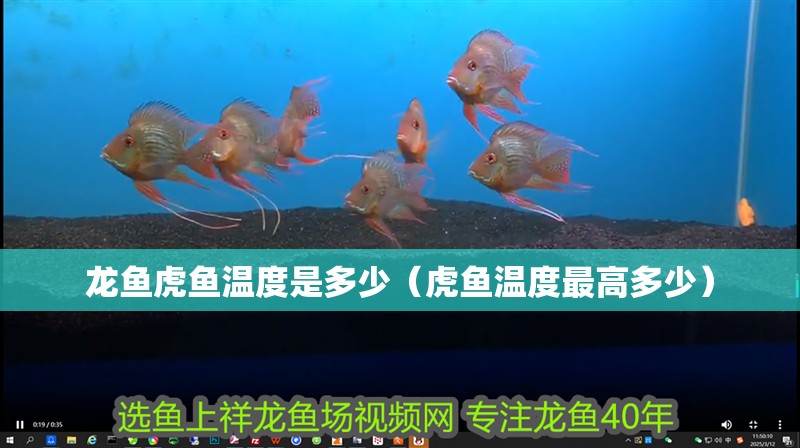 龍魚虎魚溫度是多少（虎魚溫度最高多少）