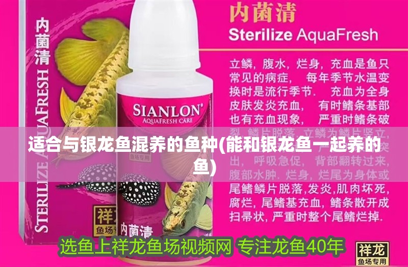 適合與銀龍魚混養的魚種(能和銀龍魚一起養的魚)