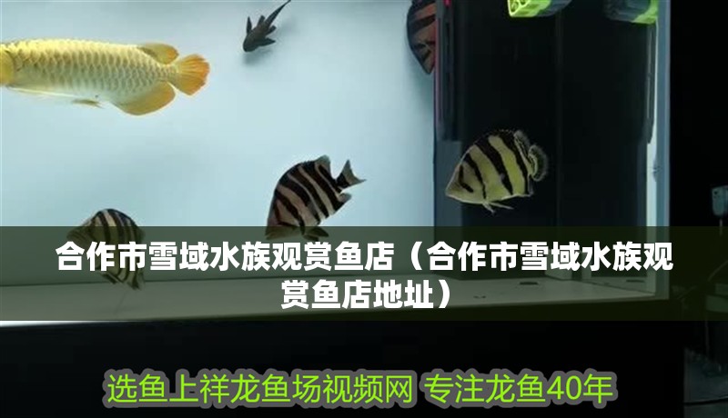 合作市雪域水族觀賞魚店（合作市雪域水族觀賞魚店地址）