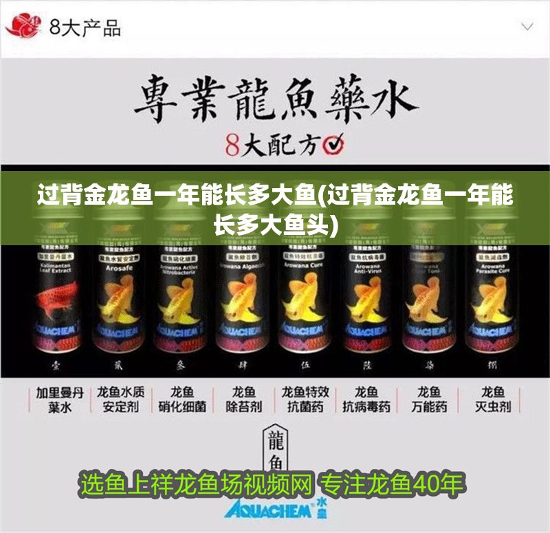 過背金龍魚一年能長多大魚(過背金龍魚一年能長多大魚頭)