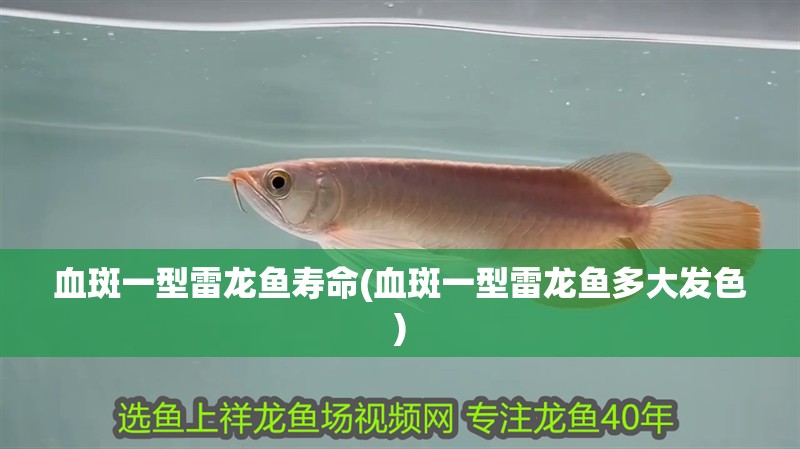 血斑一型雷龍魚(yú)壽命(血斑一型雷龍魚(yú)多大發(fā)色)