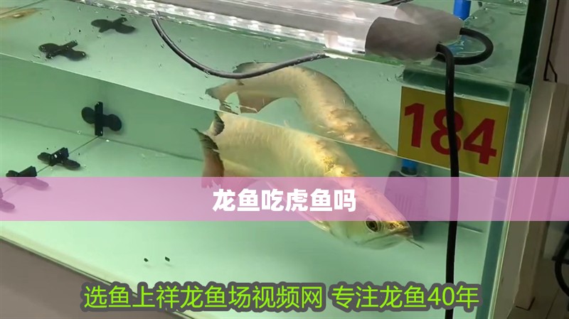 龍魚吃虎魚嗎