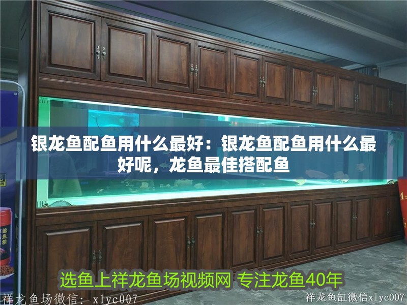 銀龍魚配魚用什么最好：銀龍魚配魚用什么最好呢，龍魚最佳搭配魚
