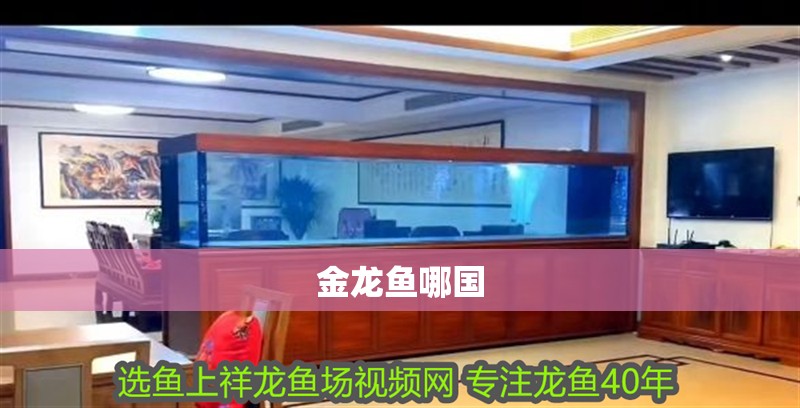 金龍魚哪國