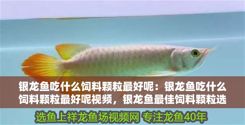 銀龍魚吃什么飼料顆粒最好呢：銀龍魚吃什么飼料顆粒最好呢視頻，銀龍魚最佳飼料顆粒選擇指南及