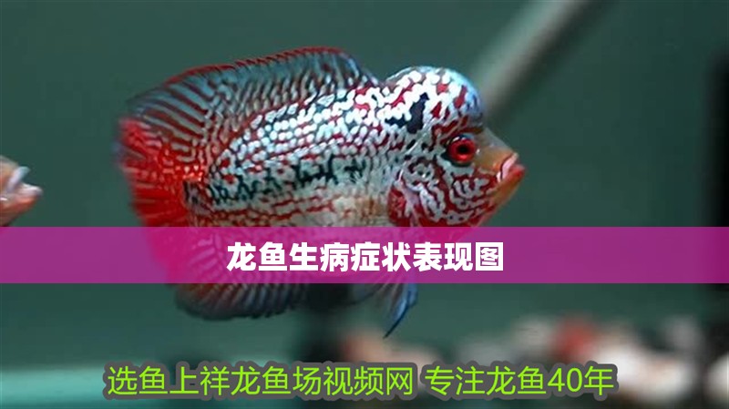 龍魚生病癥狀表現(xiàn)圖