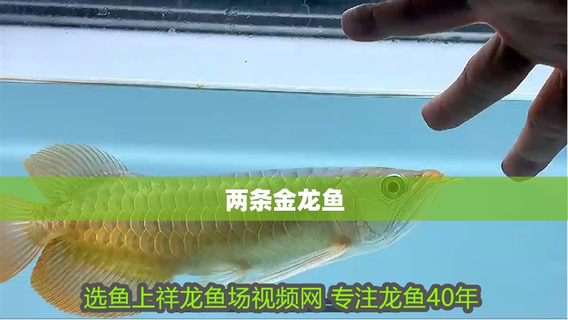 兩條金龍魚