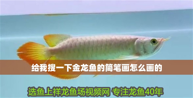 給我搜一下金龍魚的簡筆畫怎么畫的