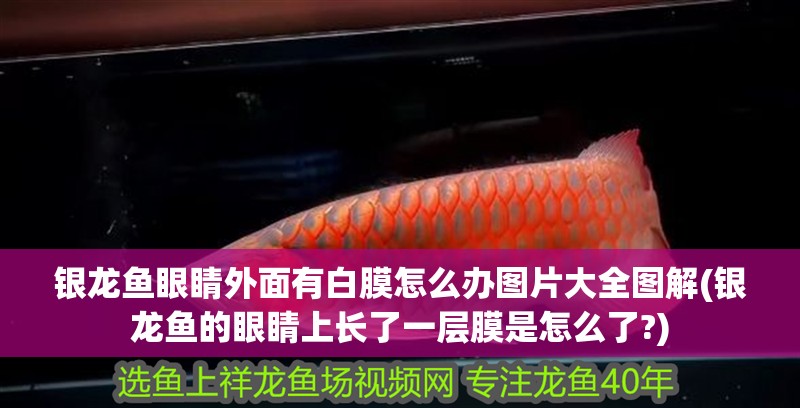 銀龍魚眼睛外面有白膜怎么辦圖片大全圖解(銀龍魚的眼睛上長(zhǎng)了一層膜是怎么了?)