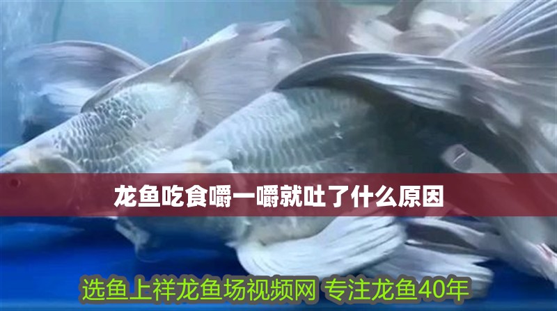 龍魚吃食嚼一嚼就吐了什么原因
