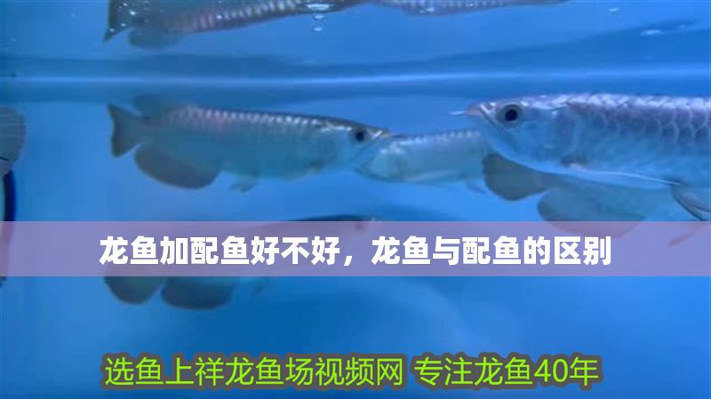 龍魚加配魚好不好，龍魚與配魚的區別