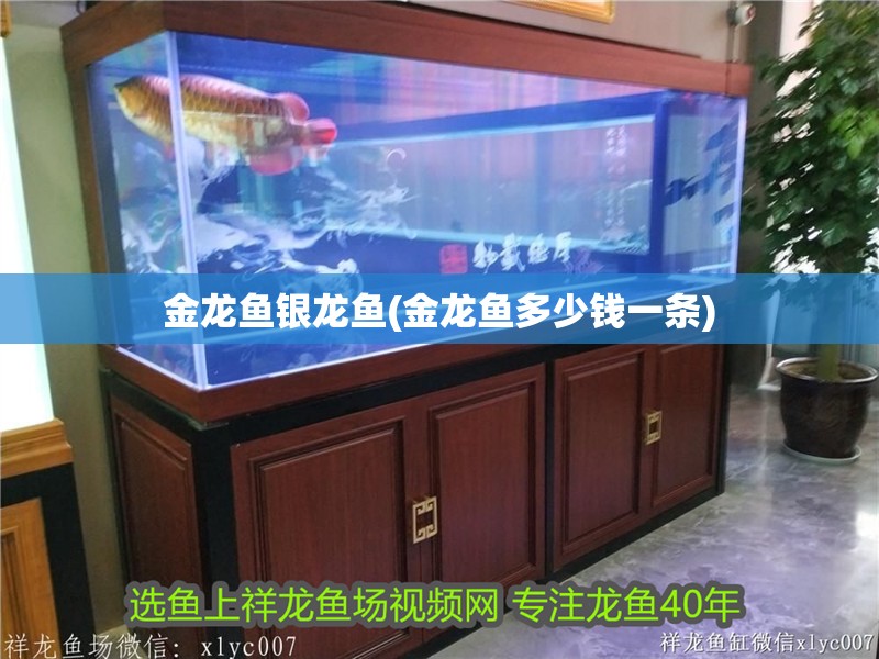 金龍魚銀龍魚(金龍魚多少錢一條)