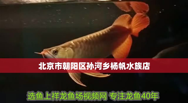 北京市朝陽區孫河鄉楊帆水族店