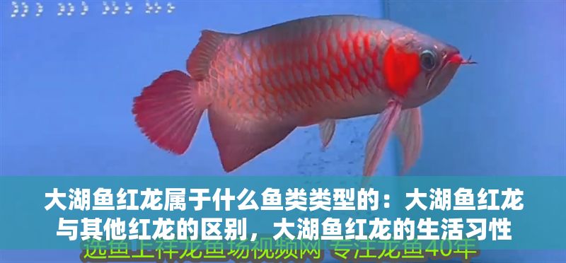 大湖魚紅龍屬于什么魚類類型的：大湖魚紅龍與其他紅龍的區別，大湖魚紅龍的生活習性