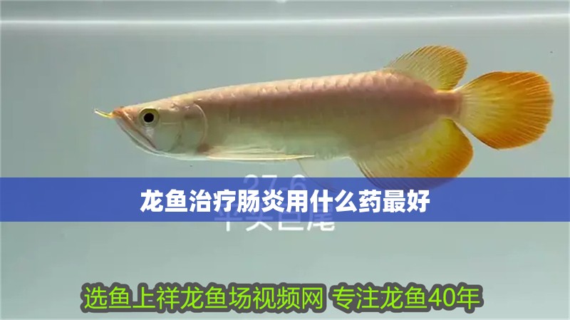 龍魚治療腸炎用什么藥最好