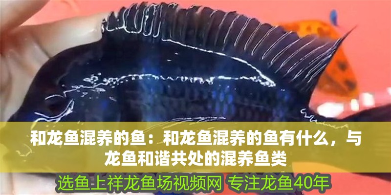 和龍魚混養的魚：和龍魚混養的魚有什么，與龍魚和諧共處的混養魚類 和龍魚混養的魚：和龍魚混養的魚有什么，與龍魚和諧共處的混養魚類 水族問答