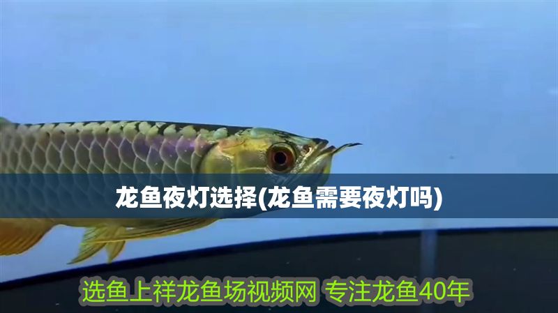 龍魚夜燈選擇(龍魚需要夜燈嗎)