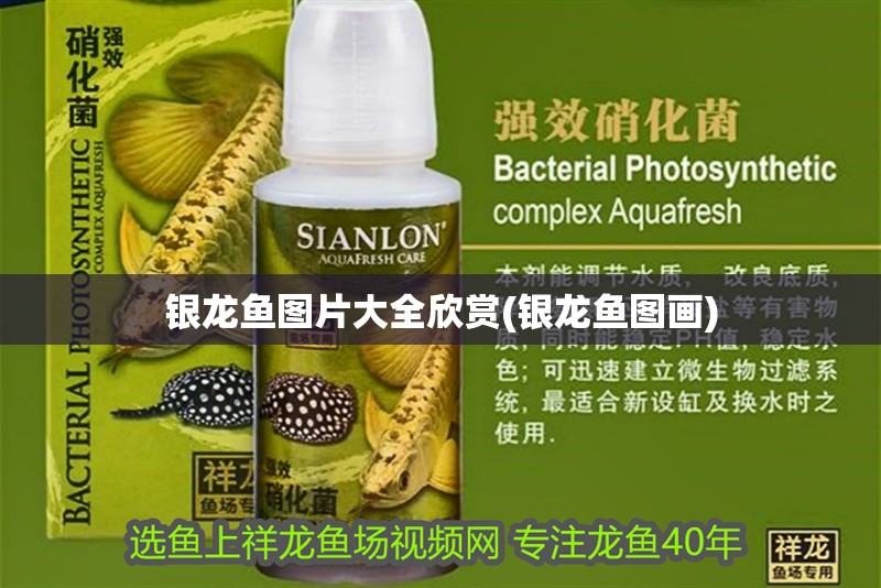 銀龍魚圖片大全欣賞(銀龍魚圖畫)