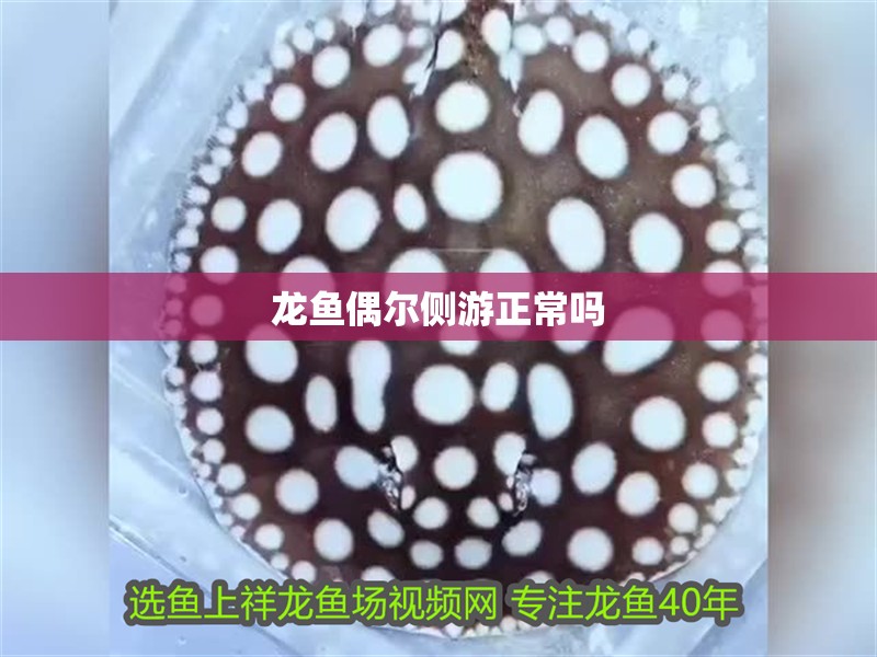 龍魚偶爾側(cè)游正常嗎
