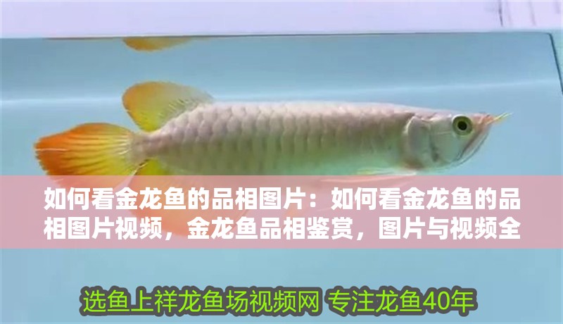如何看金龍魚的品相圖片：如何看金龍魚的品相圖片視頻，金龍魚品相鑒賞，圖片與視頻全解析