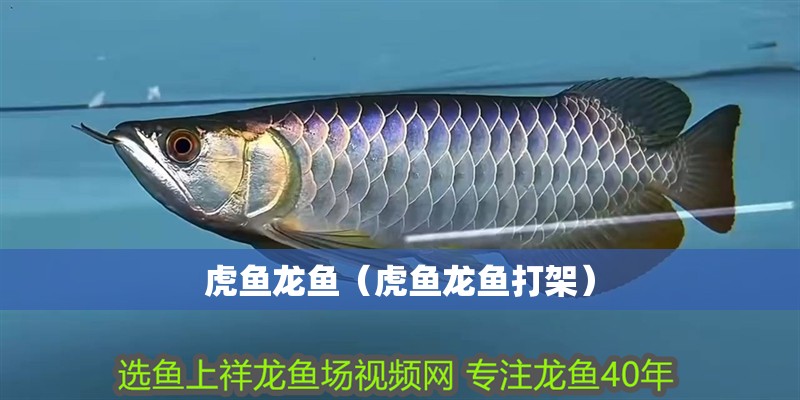 虎魚龍魚（虎魚龍魚打架）