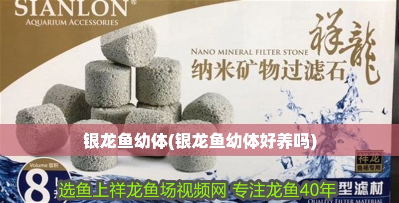 銀龍魚幼體(銀龍魚幼體好養嗎)