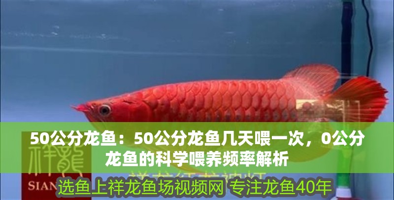 50公分龍魚：50公分龍魚幾天喂一次，0公分龍魚的科學(xué)喂養(yǎng)頻率解析