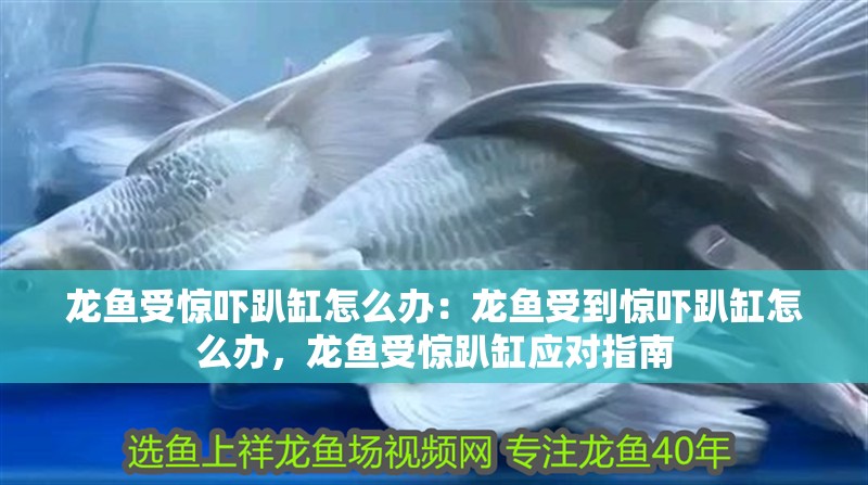 龍魚受驚嚇趴缸怎么辦：龍魚受到驚嚇趴缸怎么辦，龍魚受驚趴缸應對指南
