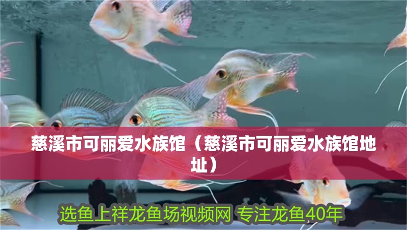 慈溪市可麗愛水族館（慈溪市可麗愛水族館地址）