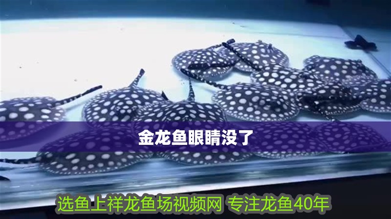 金龍魚眼睛沒了 龍魚百科 金龍魚眼睛沒了 金龍魚眼睛沒了 龍魚百科