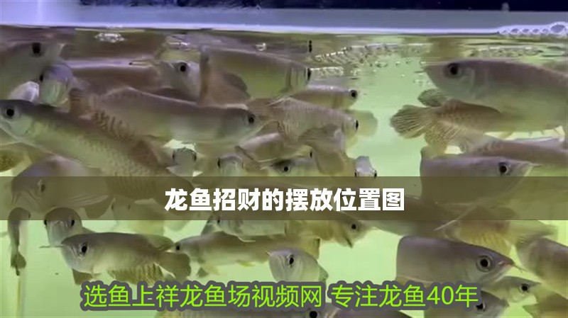 龍魚招財?shù)臄[放位置圖