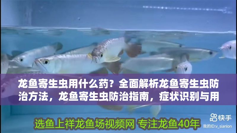 龍魚寄生蟲用什么藥？全面解析龍魚寄生蟲防治方法，龍魚寄生蟲防治指南，癥狀識別與用藥全解析