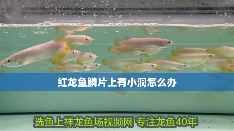 紅龍魚鱗片上有小洞怎么辦