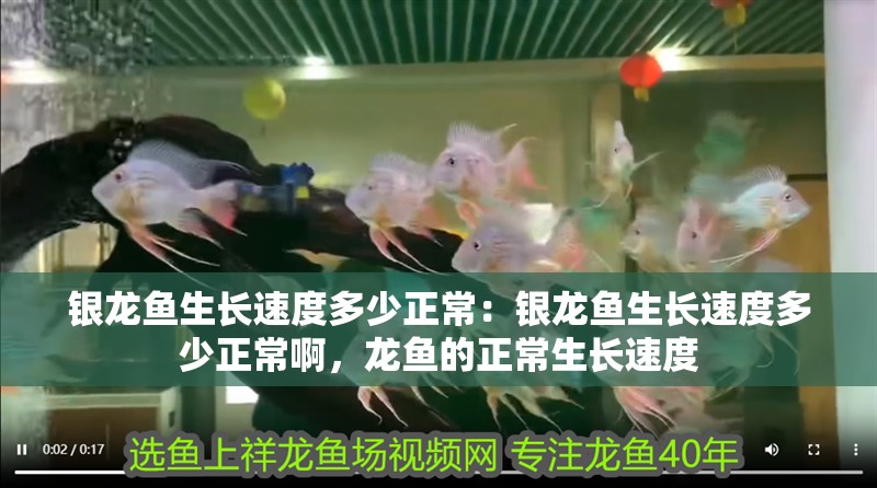銀龍魚生長速度多少正常：銀龍魚生長速度多少正常啊，龍魚的正常生長速度