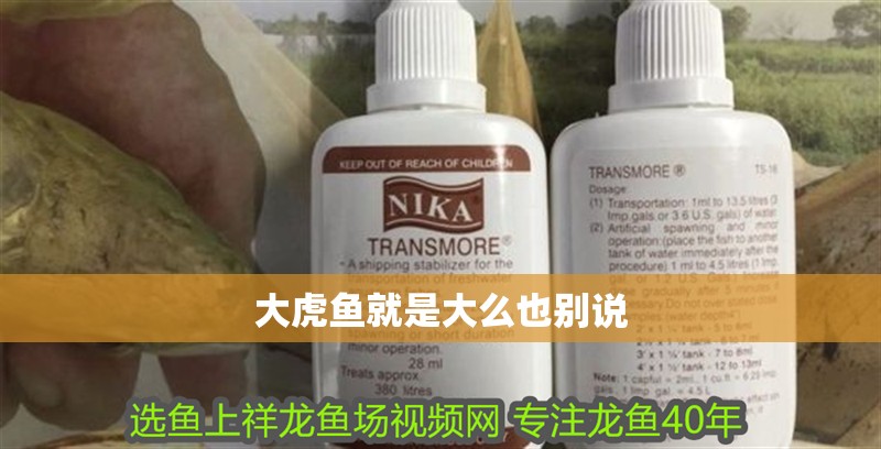 大虎魚就是大么也別說