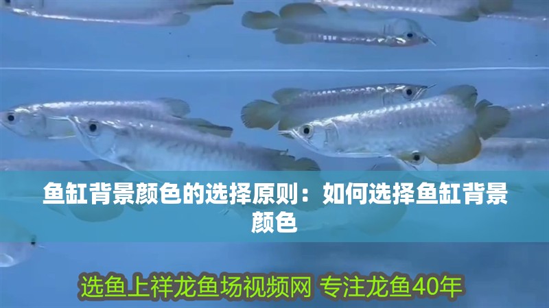 魚缸背景顏色的選擇原則：如何選擇魚缸背景顏色
