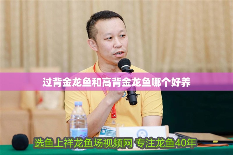 過背金龍魚和高背金龍魚哪個好養(yǎng)
