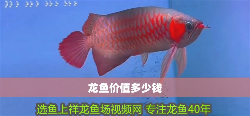 龍魚價值多少錢