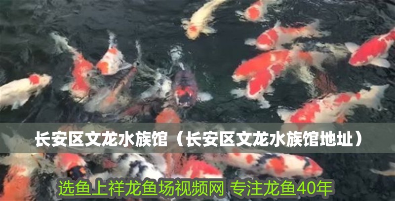 長安區文龍水族館(長安區文龍水族館地址) 全國水族館企業名錄 第2張 長安區文龍水族館(長安區文龍水族館地址) 長安區文龍水族館(長安區文龍水族館地址) 全國水族館企業名錄 第2張